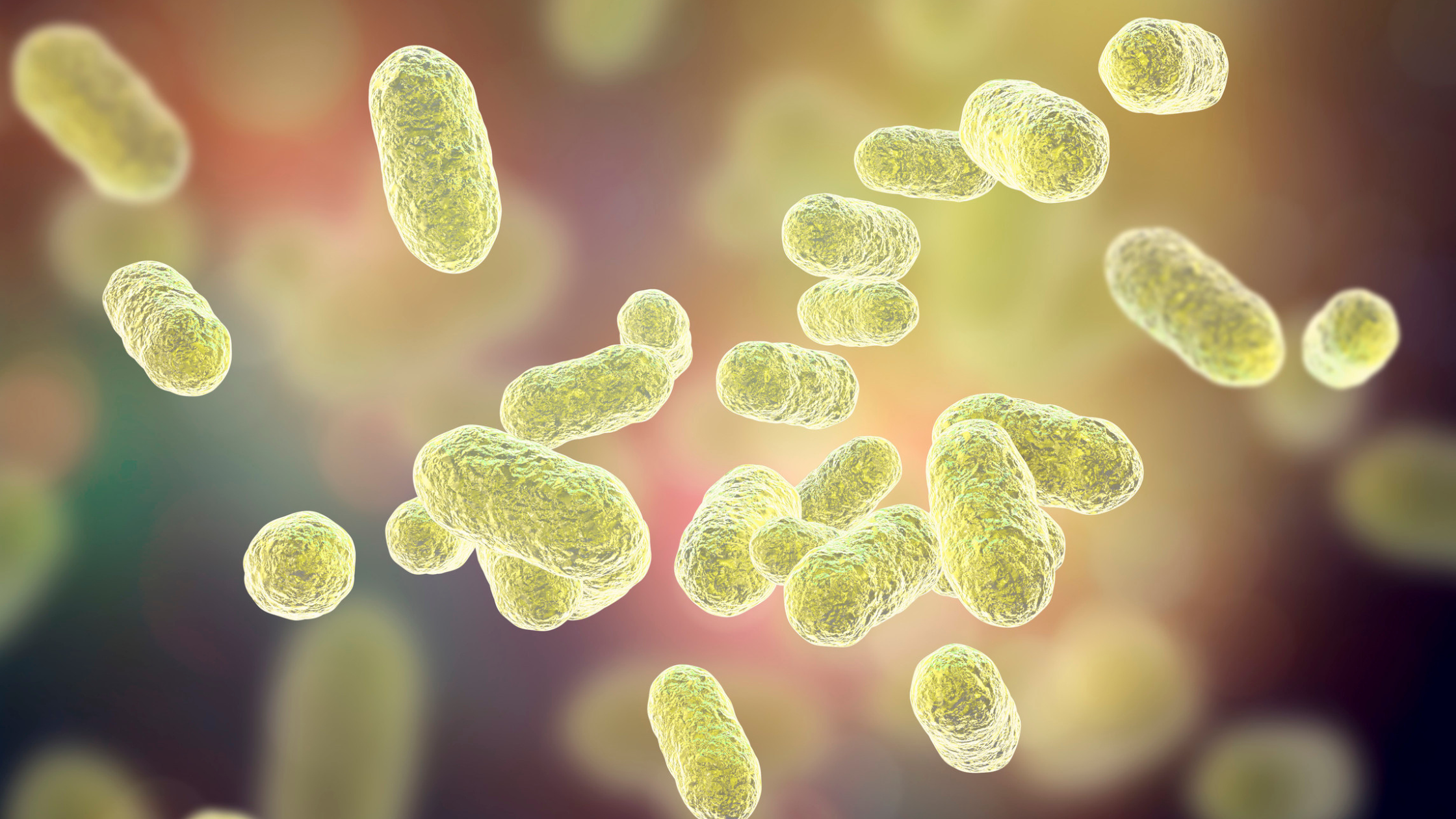 microbiota orale